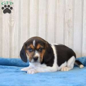 Dixie, Beagle Puppy