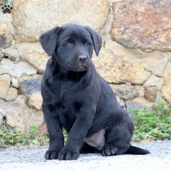 Dixie, Black Labrador Retriever Puppy