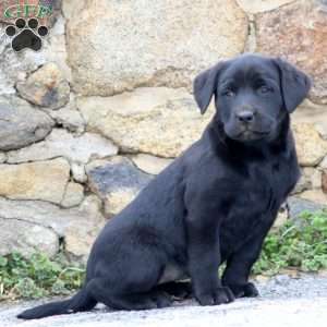 Dixie, Black Labrador Retriever Puppy