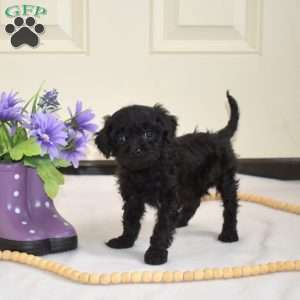 Dixon, Cavapoo Puppy