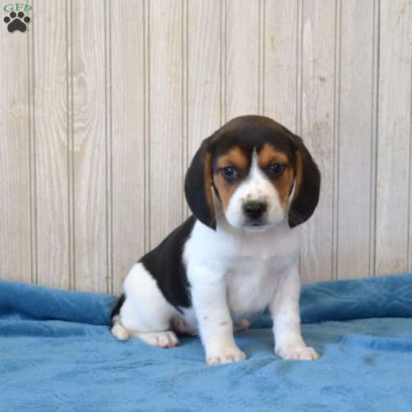 Dodger, Beagle Puppy