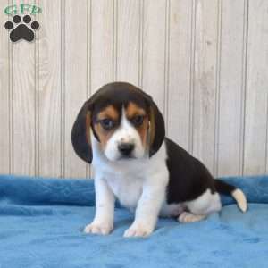 Dodger, Beagle Puppy