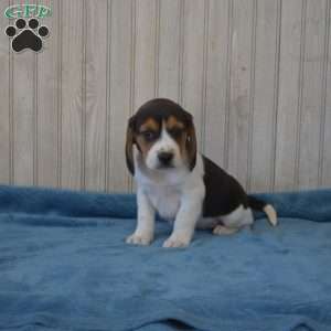 Dodger, Beagle Puppy