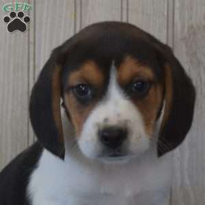 Dodger, Beagle Puppy