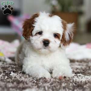 Dolly, Cavapoo Puppy