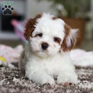 Dolly, Cavapoo Puppy