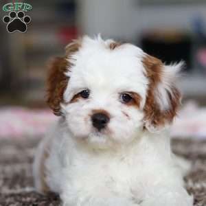 Dolly, Cavapoo Puppy