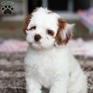 Dolly, Cavapoo Puppy