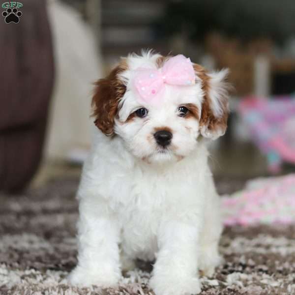 Dolly, Cavapoo Puppy