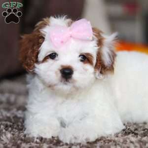 Dolly, Cavapoo Puppy