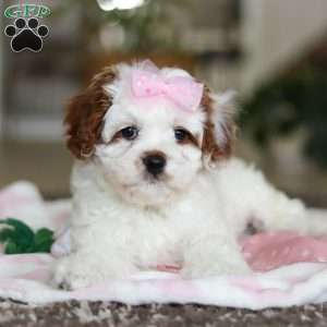 Dolly, Cavapoo Puppy