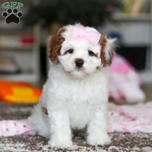 Dolly, Cavapoo Puppy