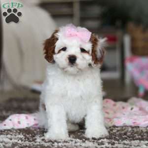 Dolly, Cavapoo Puppy