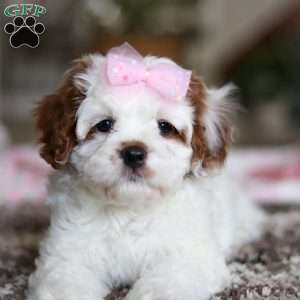 Dolly, Cavapoo Puppy