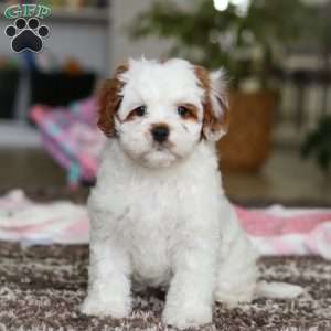 Dolly, Cavapoo Puppy