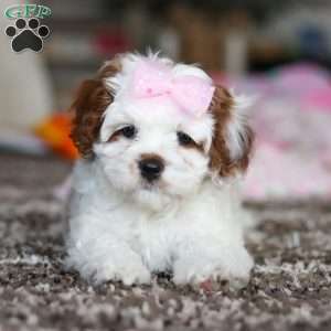 Dolly, Cavapoo Puppy