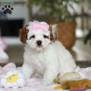 Dolly, Cavapoo Puppy