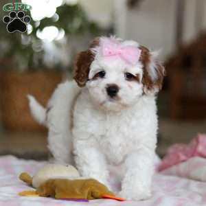 Dolly, Cavapoo Puppy