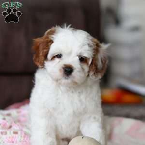 Dolly, Cavapoo Puppy