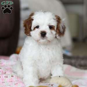 Dolly, Cavapoo Puppy