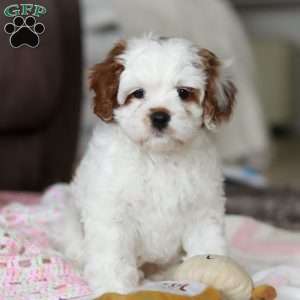 Dolly, Cavapoo Puppy