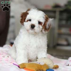 Dolly, Cavapoo Puppy