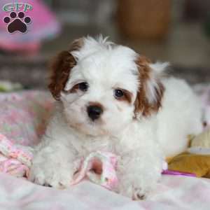 Dolly, Cavapoo Puppy