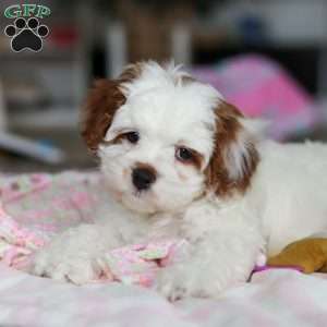 Dolly, Cavapoo Puppy