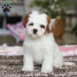 Dolly, Cavapoo Puppy