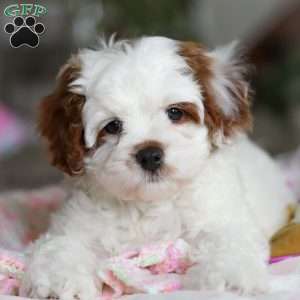 Dolly, Cavapoo Puppy