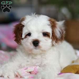 Dolly, Cavapoo Puppy