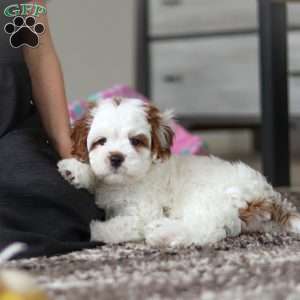 Dolly, Cavapoo Puppy