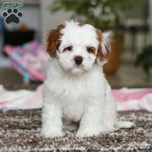 Dolly, Cavapoo Puppy