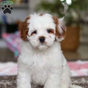 Dolly, Cavapoo Puppy