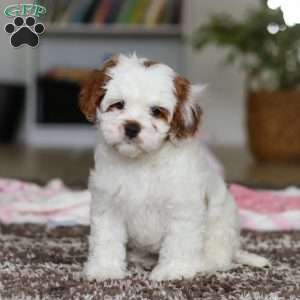 Dolly, Cavapoo Puppy