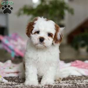 Dolly, Cavapoo Puppy