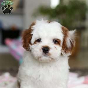 Dolly, Cavapoo Puppy