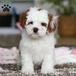 Dolly, Cavapoo Puppy