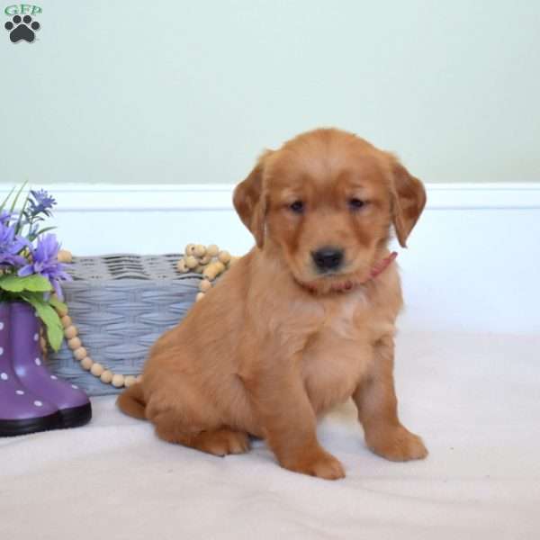 Dolly, Golden Retriever Puppy