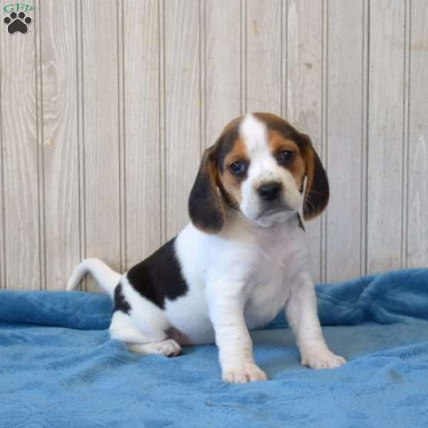 Dolly, Beagle Puppy