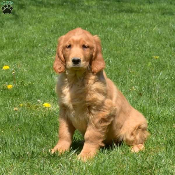 Dolly, Golden Retriever Puppy