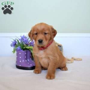 Dolly, Golden Retriever Puppy