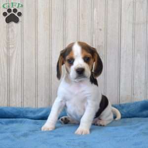 Dolly, Beagle Puppy