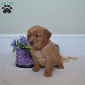 Dolly, Golden Retriever Puppy