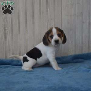 Dolly, Beagle Puppy