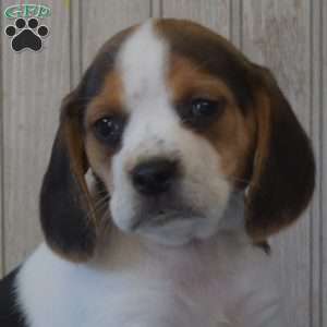 Dolly, Beagle Puppy