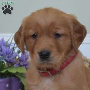 Dolly, Golden Retriever Puppy