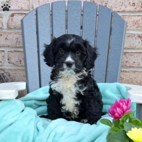 Domino, Cavapoo Puppy