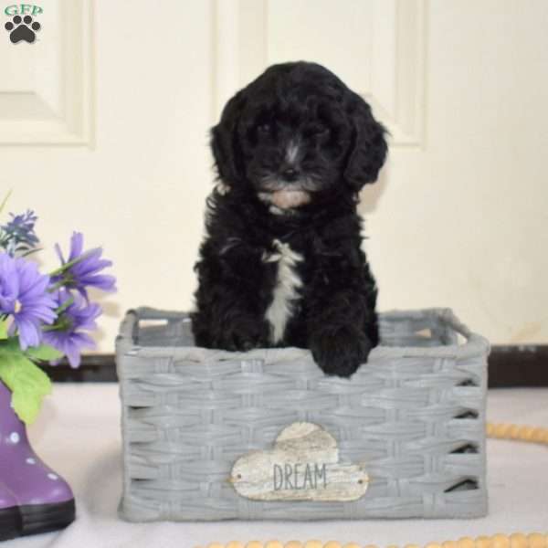 Domino, Cavapoo Puppy