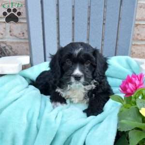 Domino, Cavapoo Puppy